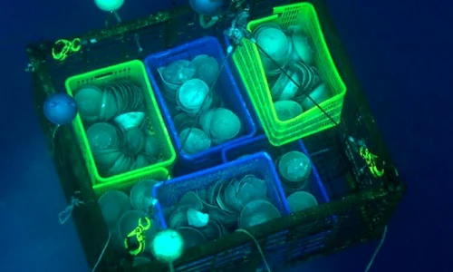 "Comoara din Cirebon", VECHE DE PESTE 1 000 DE ANI, a fost scoasă la vânzare jpeg