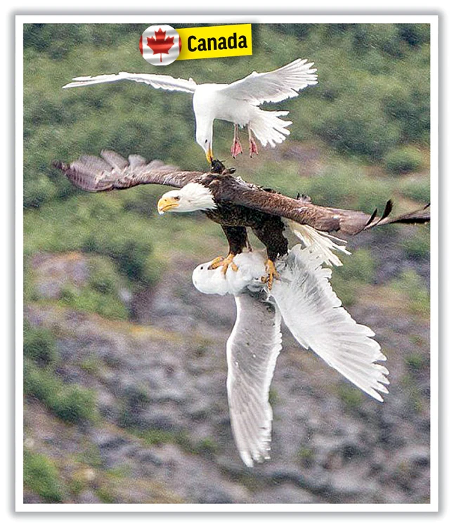 
    Pescăruşul smulge  câteva pene de pe  gâtul vulturului, dar  nu reuşeşte să-şi  salveze prietenul  