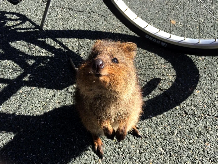 Quokka, cel mai fericit animal din lume trăiește pe această insulă / foto: Pixabay
