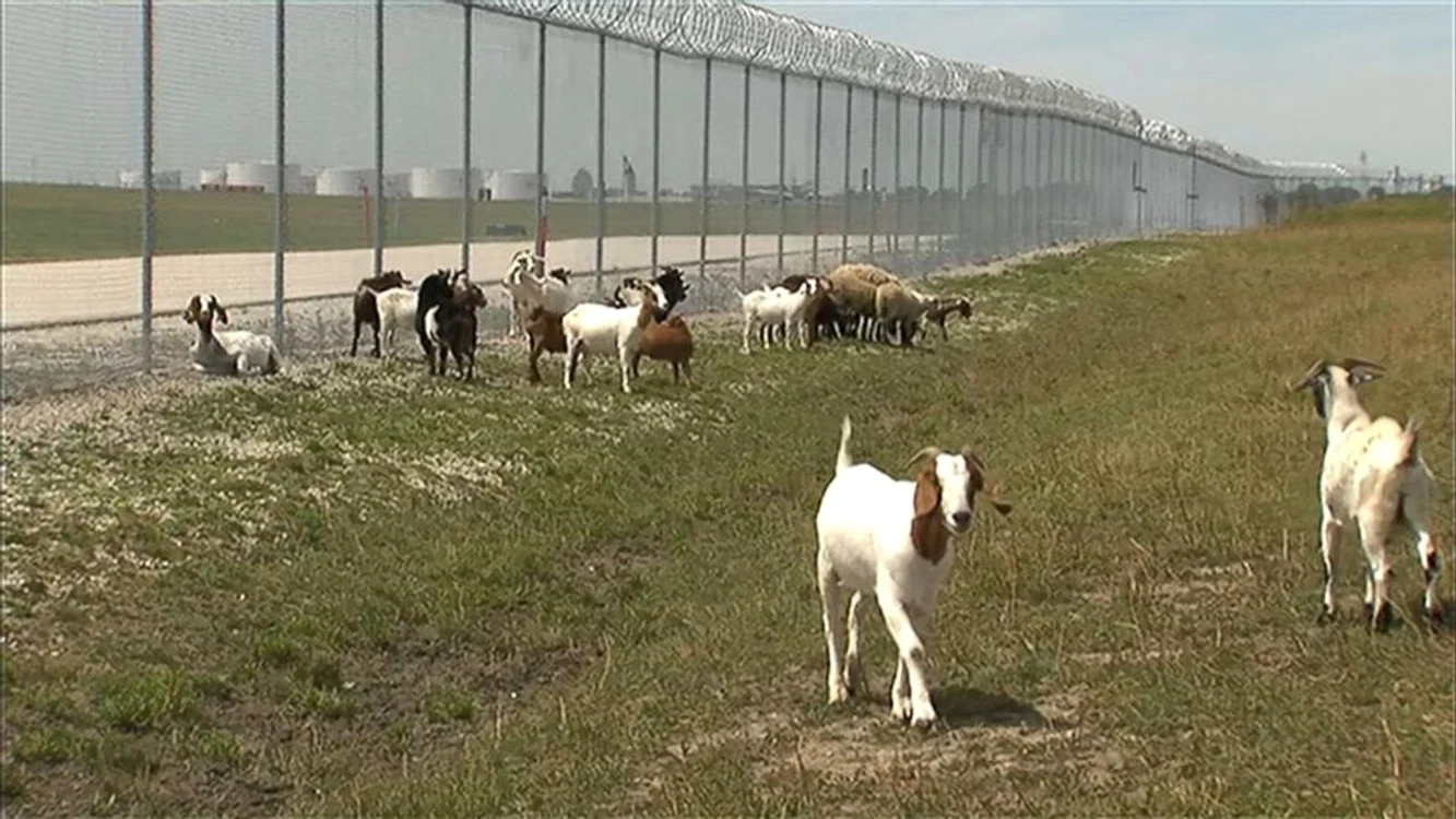 Turma de capre se ocupă cu întreținerea vegetației (Foto: captură video Youtube)