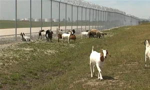 Căprițele au grijă de vegetația din jurul aeroportului jpg