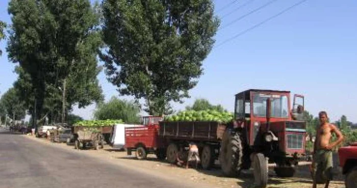 Craiova: 20 de bani kilogramul de lubeniţă la Dăbuleni