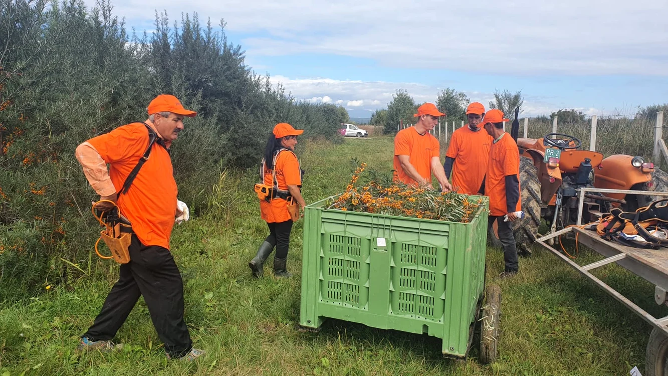 Recoltarea cătinei este în plină desfășurare Foto: Alin Ion 