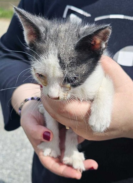 Ce amendă a primit un român care a scos trei pui de pisică din portbagaj și i-a aruncat pe stradă