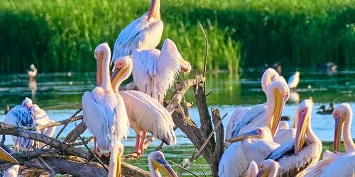 colonie pelicani corabia   foto ovidiu optik   nature photographer jpg