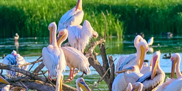 colonie pelicani corabia   foto ovidiu optik   nature photographer jpg