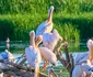 colonie pelicani corabia   foto ovidiu optik   nature photographer jpg