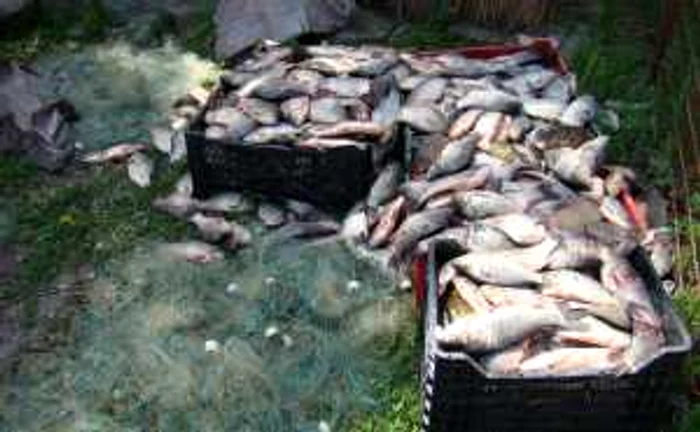 Probabil că peştele urma să fie vândut "la negru"