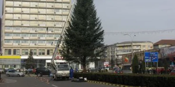 Unul din cei doi brazi de Crăciun care vor lumina în centrul oraşului