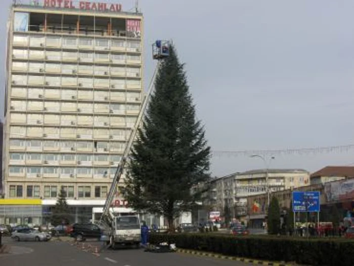 Unul din cei doi brazi de Crăciun care vor lumina în centrul oraşului