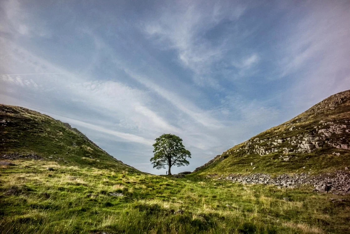 Celebrul copac „Sycamore Gap” Foto: Getty Images