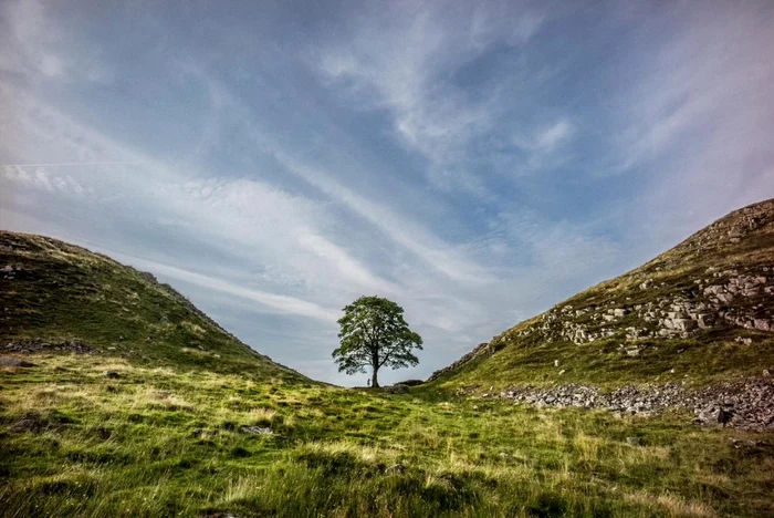 Celebrul copac „Sycamore Gap” Foto: Getty Images