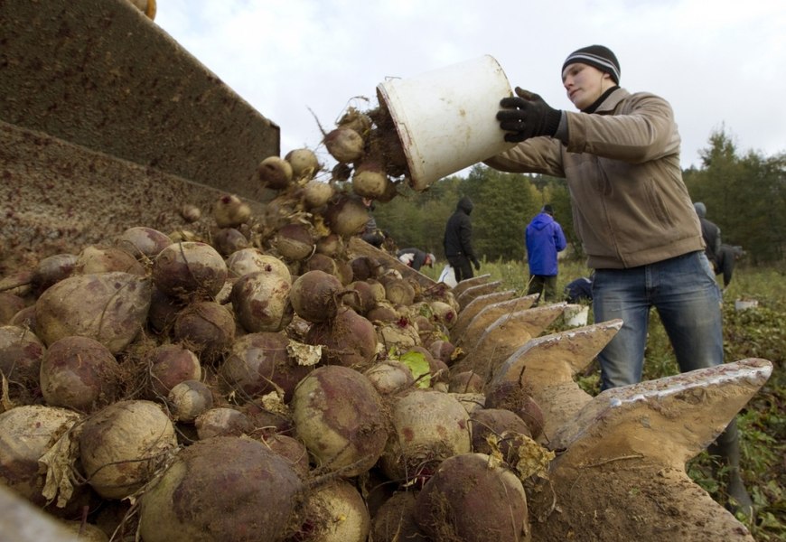 Cultivatorii de sfeclă de zahăr pot primi 1,5 milioane de euro pentru achiziţia de utilaje agricole