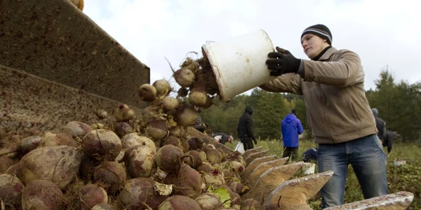 studenti din belarus aduna sfecla pe terenul fermierului Igor Pakush langa satul Putniki foto reuters