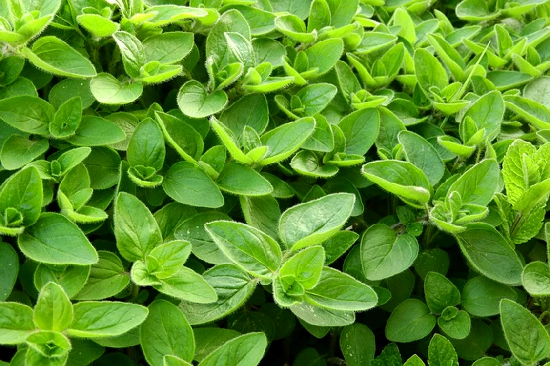 
    Măghiranul poate ajuta la tratarea mai multor afecțiuni: de la gripă la tulburări digestivefoto: pixabay.com  