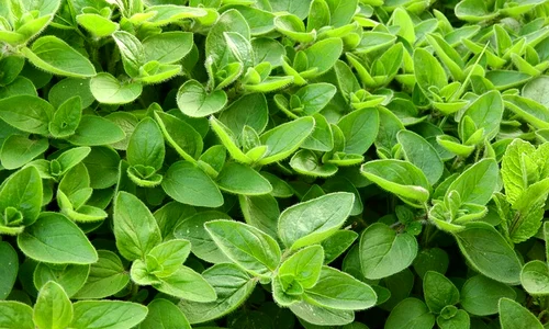 marjoram 2370814 640 jpeg
