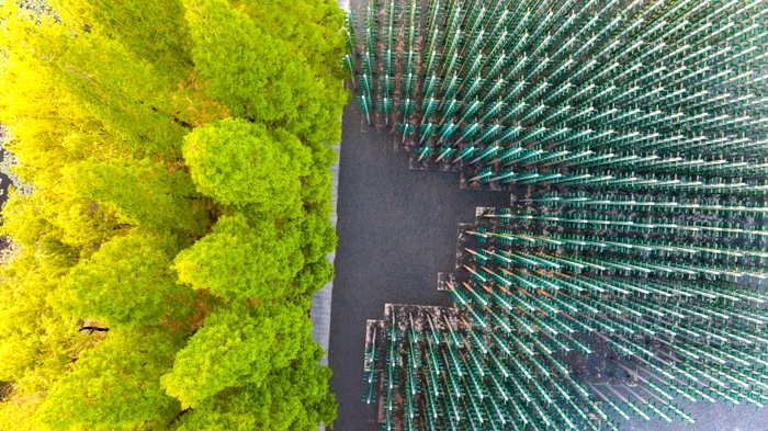 Așa arată „pădurea” văzută de sus (Foto: Profimedia)