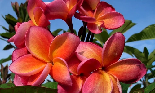 1 63324 original jpg jpeg