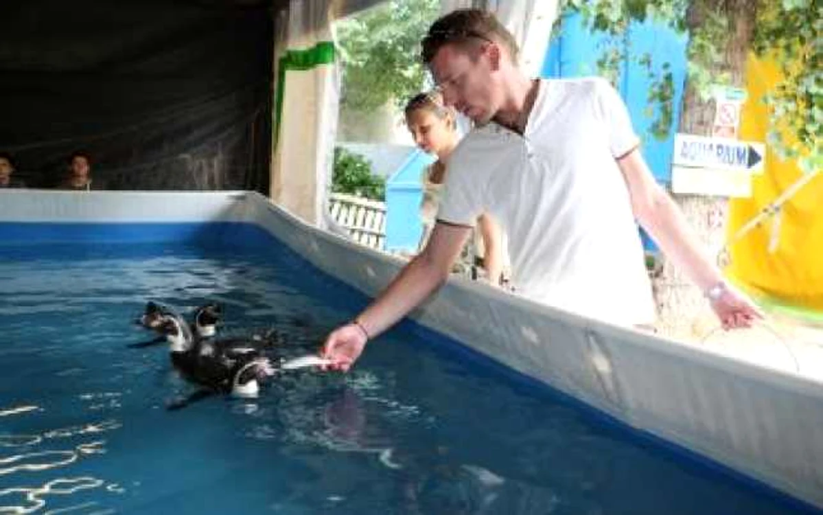 Constanţa: Delfinariul va avea 20 de pinguini