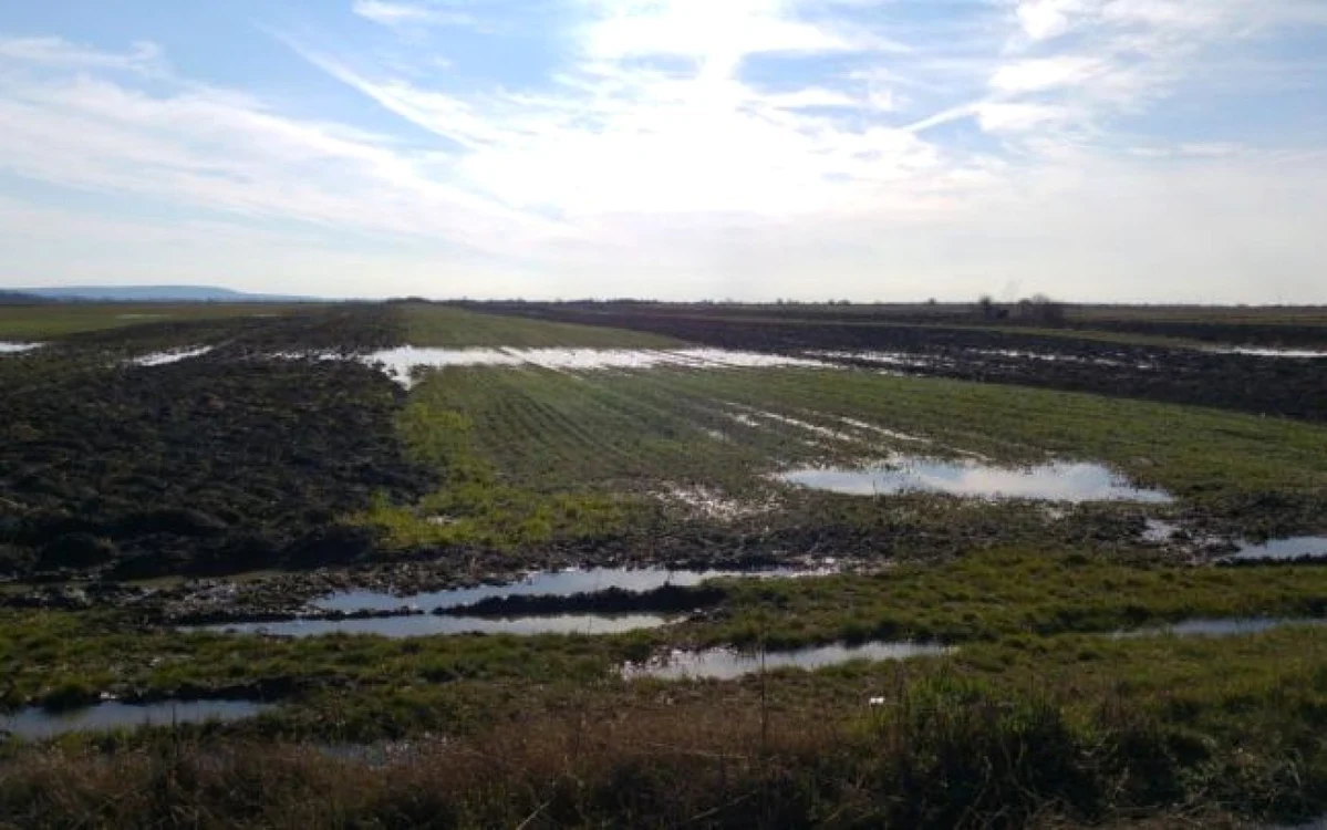 Potrivit Direcţiei Agricole Dâmboviţa, cea mai gravă situaţie din judeţ a fost înregistrată în comuna Vişina, unde sunt afectate 50 de hectare de teren. FOTO: George Enache