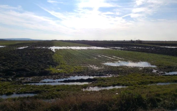 Potrivit Direcţiei Agricole Dâmboviţa, cea mai gravă situaţie din judeţ a fost înregistrată în comuna Vişina, unde sunt afectate 50 de hectare de teren. FOTO: George Enache