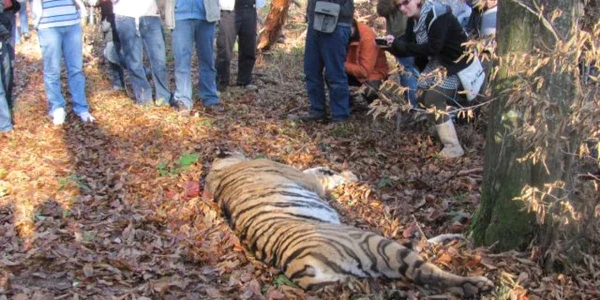 Tigrul evadat de la Grădina Zoologică Sibiu a fost împuşcat mortal