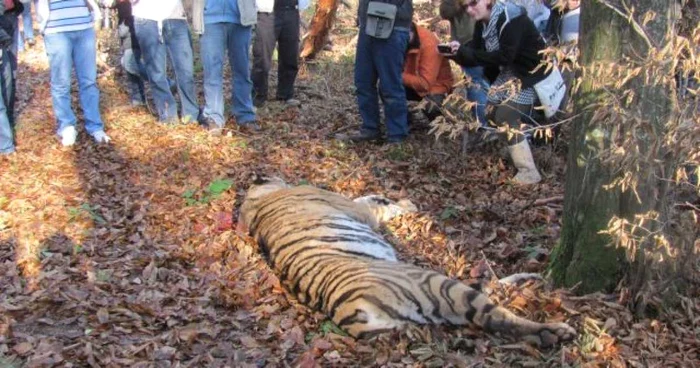 Tigrul evadat de la Grădina Zoologică Sibiu a fost împuşcat mortal