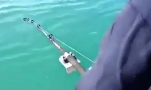 delfin jpeg