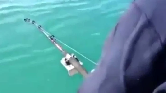 
    S-au speriat de un delfin  