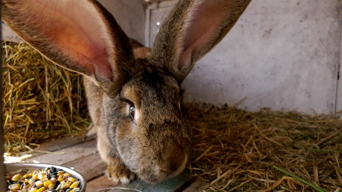 Uriaşii germani pot ajunge şi la 12 kilograme