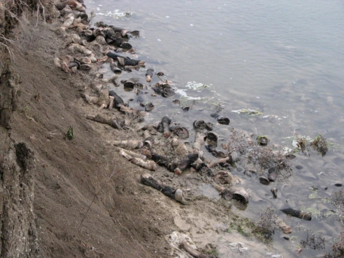 Peste 200 de picioare de cal au fost abandonate în albia râului Siret, în zona comunei sucevene Fântânele. FOTO: Dinu ZARĂ