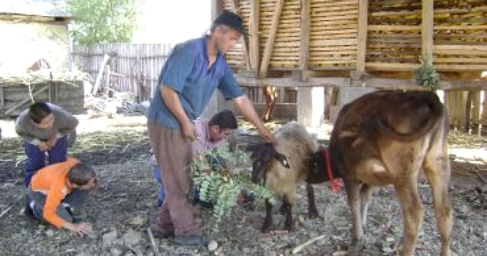Turnu Severin: O viţeluşă a fost înfiată de o capră