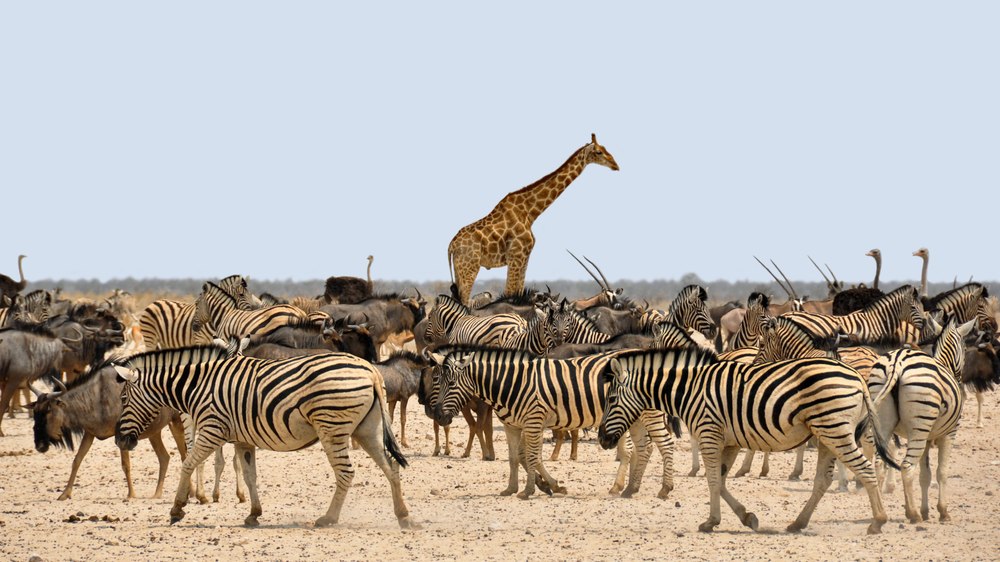 Cele mai tari destinații turistice ale anului 2025 pentru amatorii de Safari și animale sălbatice