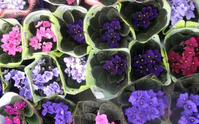 Flori care nu au nevoie de multa lumină. Violeta africană. FOTO naturamagi-gradini.ro