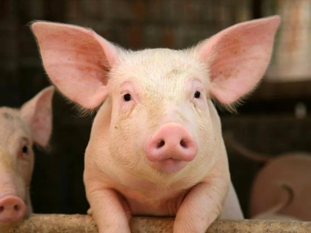 pig jpg jpeg