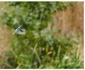 Foto Facebook/Wildlife Photography Targu Jiu