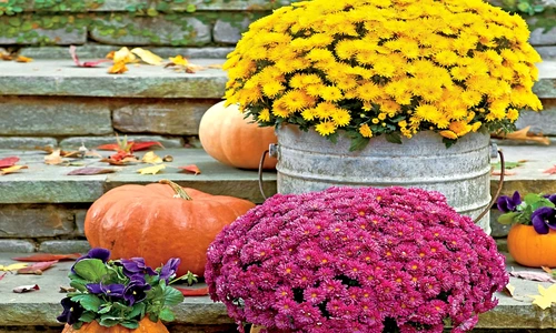 1 77315 original jpg jpeg