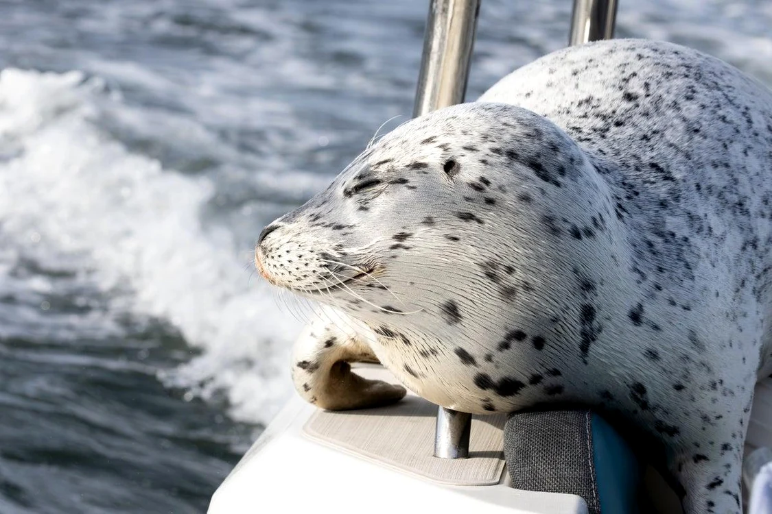 Foca refugiată pe barcă FOTO: X/ Independent