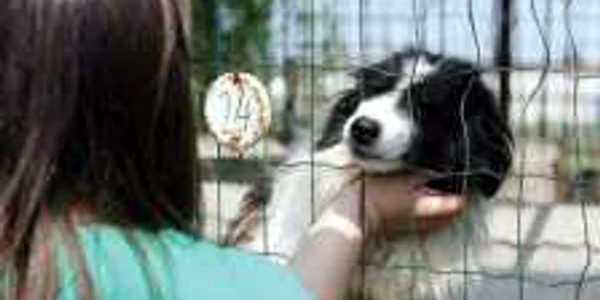 Căţeii aşteaptă să fie adoptaţi