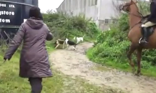 woman fox horse jpeg