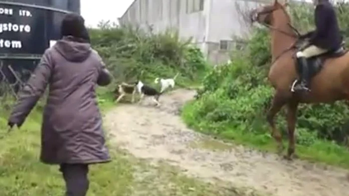 
    Femeia a salvat, fără să stea pe gânduri, o vulpe din colţii câinilor de vânătoarecaptură video  