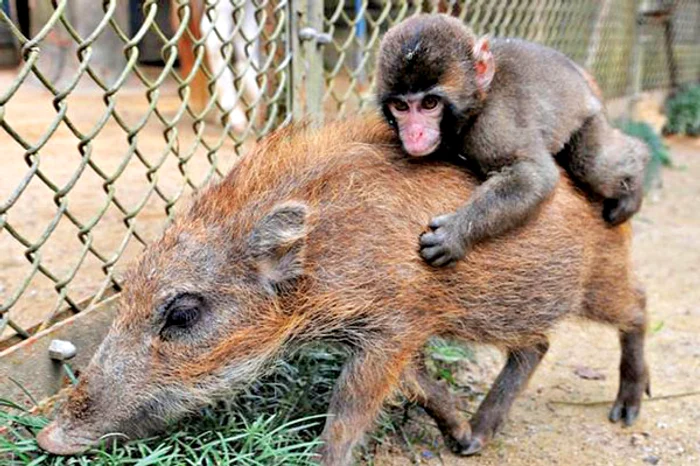 Maimuţica Miwa  o crede mămică pe  femela-mistreţ Uri-bo