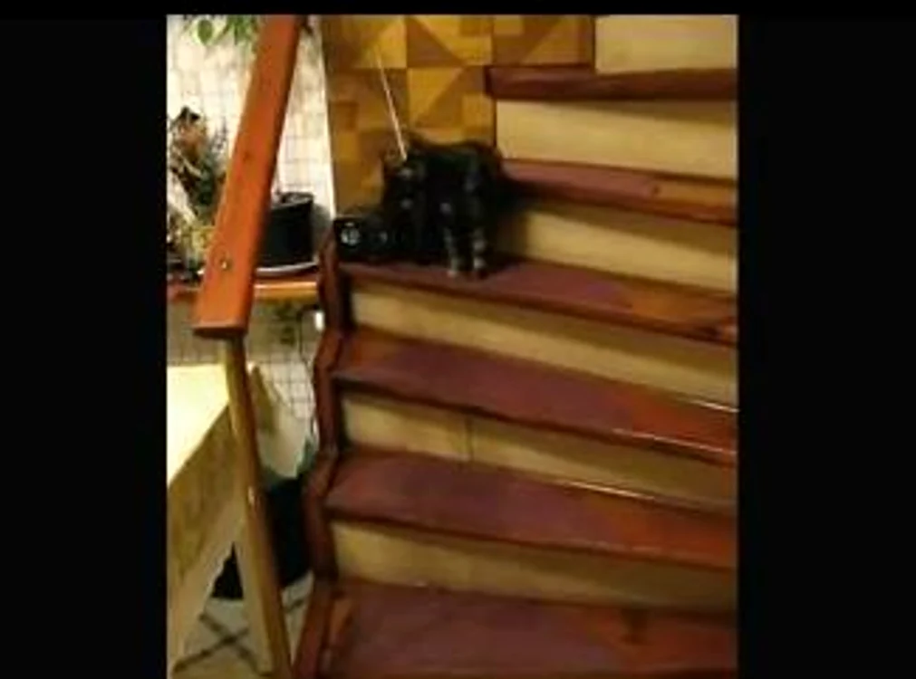 Motanul dansează pe "Dunărea Albastră" a lui Johann Strauss, fiul