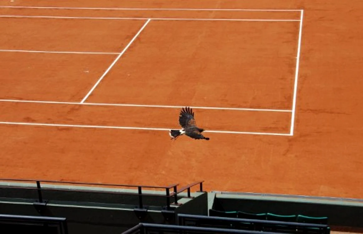 
    Şoimii alungă porumbeii de la Roland-Garros (Foto: AFP)  