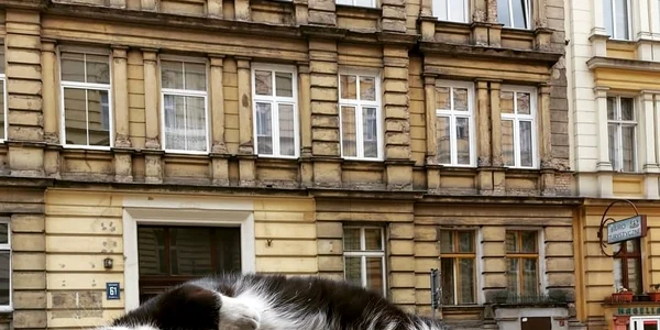 pisica polonia jpeg