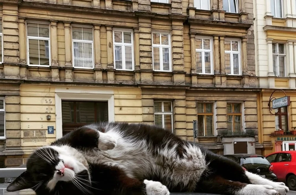 Un motan a devenit principala atracție turistică a unui oraș polonez. "A meritat să călătoresc trei ore pentru a mă simți ignorat de el”