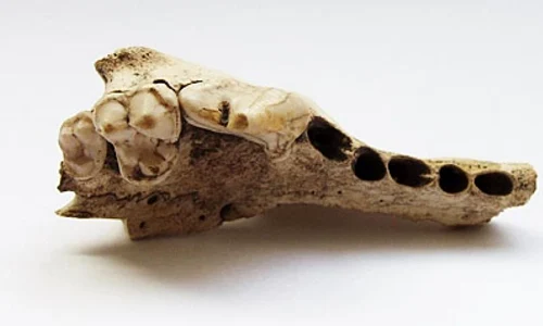 Cele mai vechi fosile de câine au fost descoperite în Elveţia jpeg