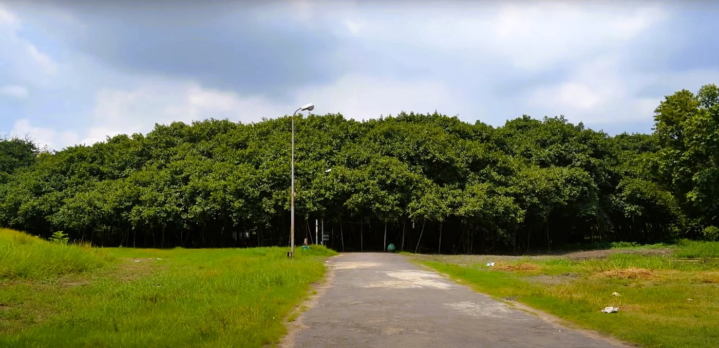Marele Banian, arborele care ocupă o suprafață de aproape 19.000 de metri pătrați