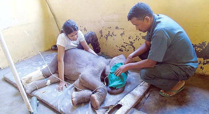 Îngrijitorii şi-au luat în serios rolul de mame adoptive