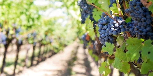 vita de vie struguri jpeg